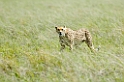 Serengeti Gepard01